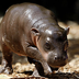 Fiona