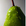 kappi