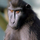 Mandril