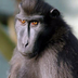 Mandril