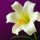 lilli48 (trasferita su Library Thing)