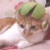 gigi貓