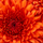 Giò