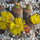 Lithops
