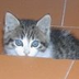 eccochicca