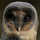 BlackOwl