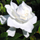 Gardenia