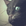 gatto nero