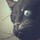gatto nero