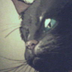 gatto nero