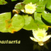 capa_stuerta