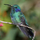 colibrì