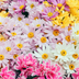 missSpring