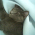 CLota