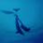 Delfinonelblu