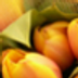 brightyellowtulip