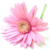 Floridelia