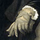 Eustachio