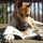 AKITAS