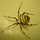 Asterbseicentododici