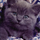 Cino