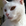 Gatta_Fra_2406