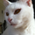 Gatta_Fra_2406